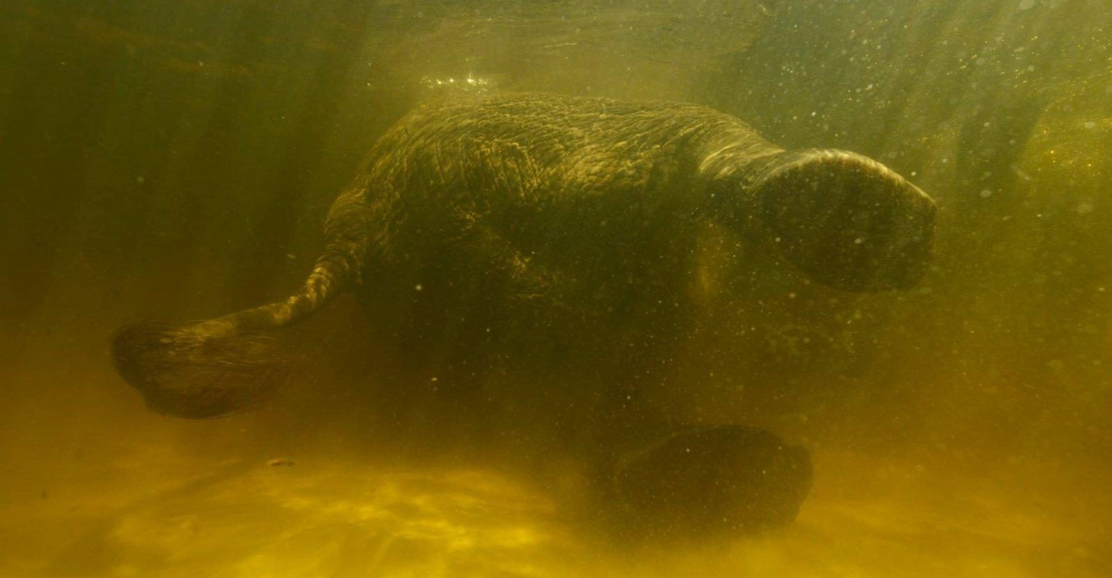 Ghost elephants 0 2650aeb35a8edced326185872b8c9cf2 0