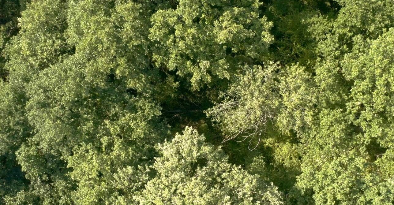 La sagesse de nos arbres 0 2d2705fc5a41c009cda033db2552e8ed 0