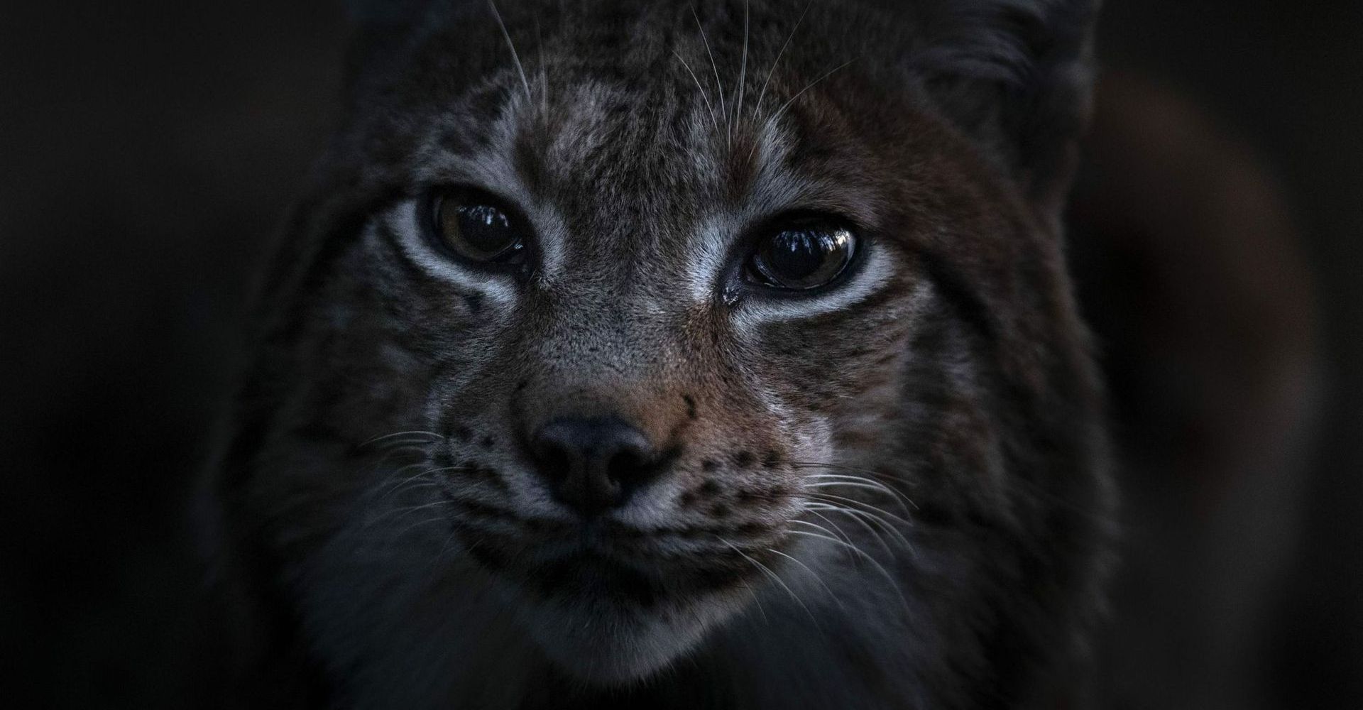 Le chant des forets 0 45c923279f385bfa9c52c7ee767acb32 0