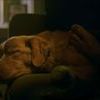 Good boy 0 2f2a85e636be3483aa0e09cc7f7b40fd 0