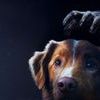 Good boy 0 90447d5913832275e1405a86d2e8d52c 0