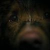 Good boy 0 d356939b77f30083a49a53a48b8799a7 0