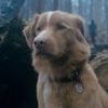 Good boy 0 ec0064f375e9e14128f08b59a542bc57 0