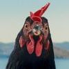 Hen cocotte 0 a4df0177f9a56a441e0888b7d5ac8c6b 0