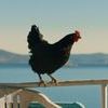 Hen cocotte 0 cdef673b0e68f6e80dab8809a3a8b9c5 0