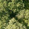 La sagesse de nos arbres 0 2d2705fc5a41c009cda033db2552e8ed 0