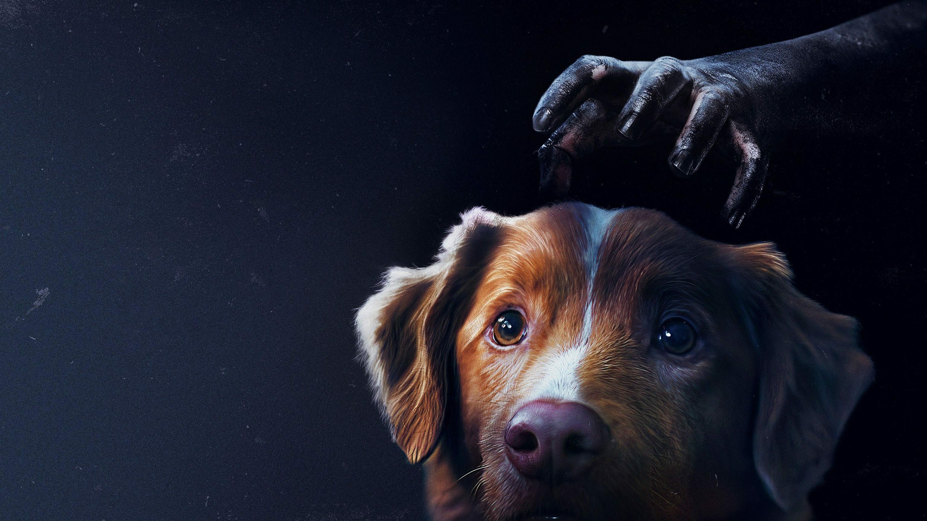 Good boy 0 90447d5913832275e1405a86d2e8d52c 0