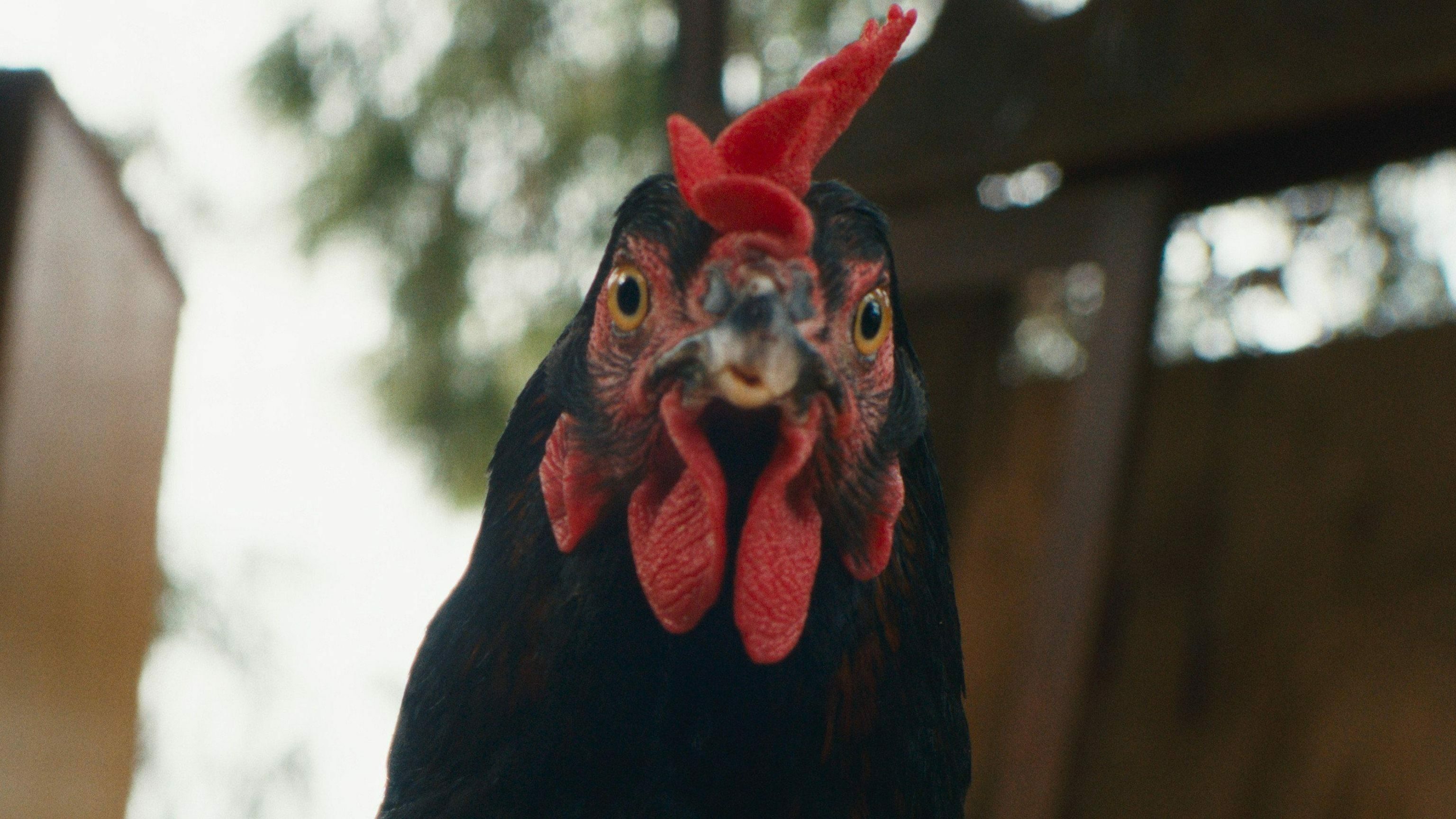 Hen cocotte 0 4a2cdac27eb241542b184a90c9034faa 0