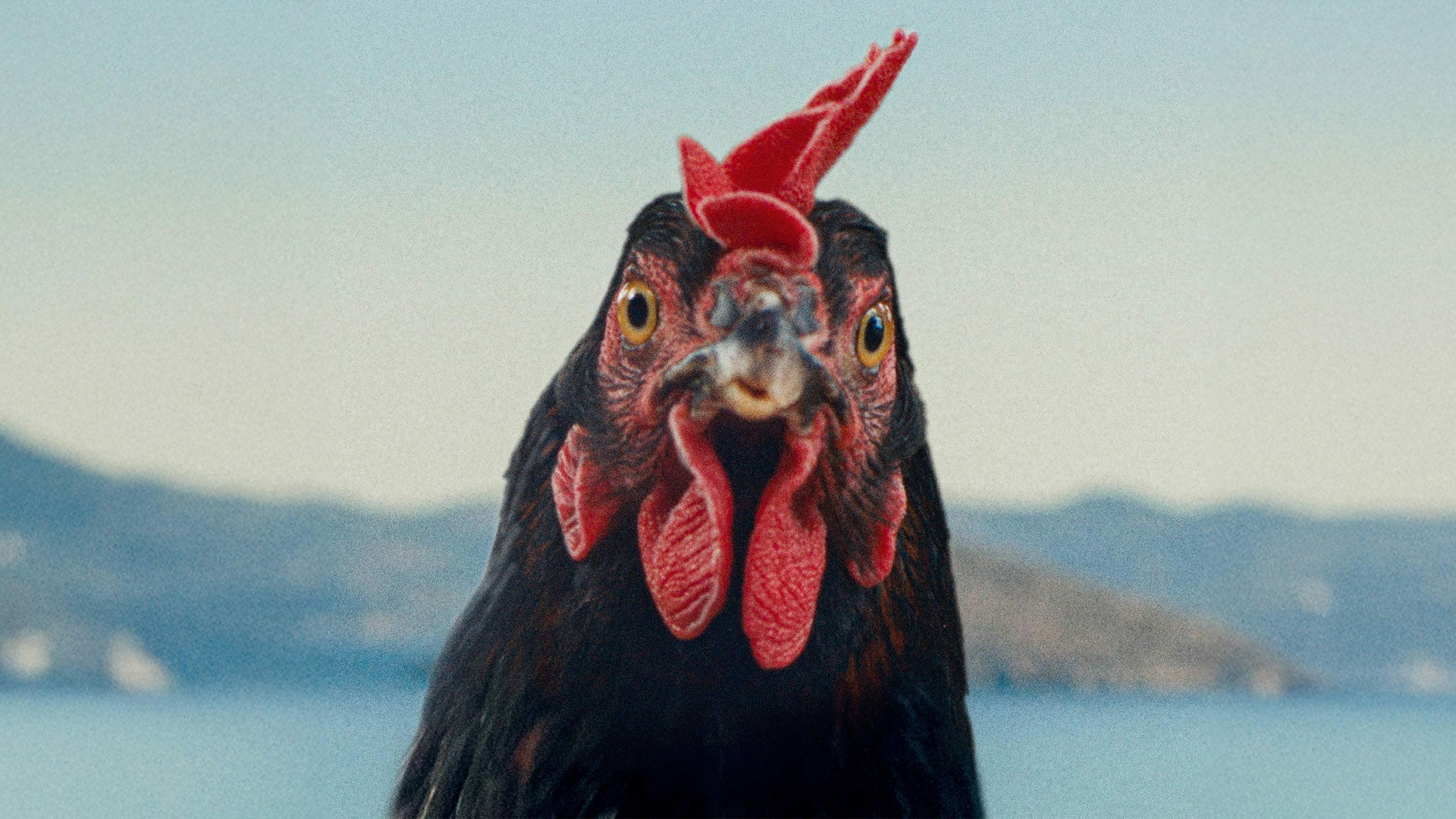 Hen cocotte 0 a4df0177f9a56a441e0888b7d5ac8c6b 0