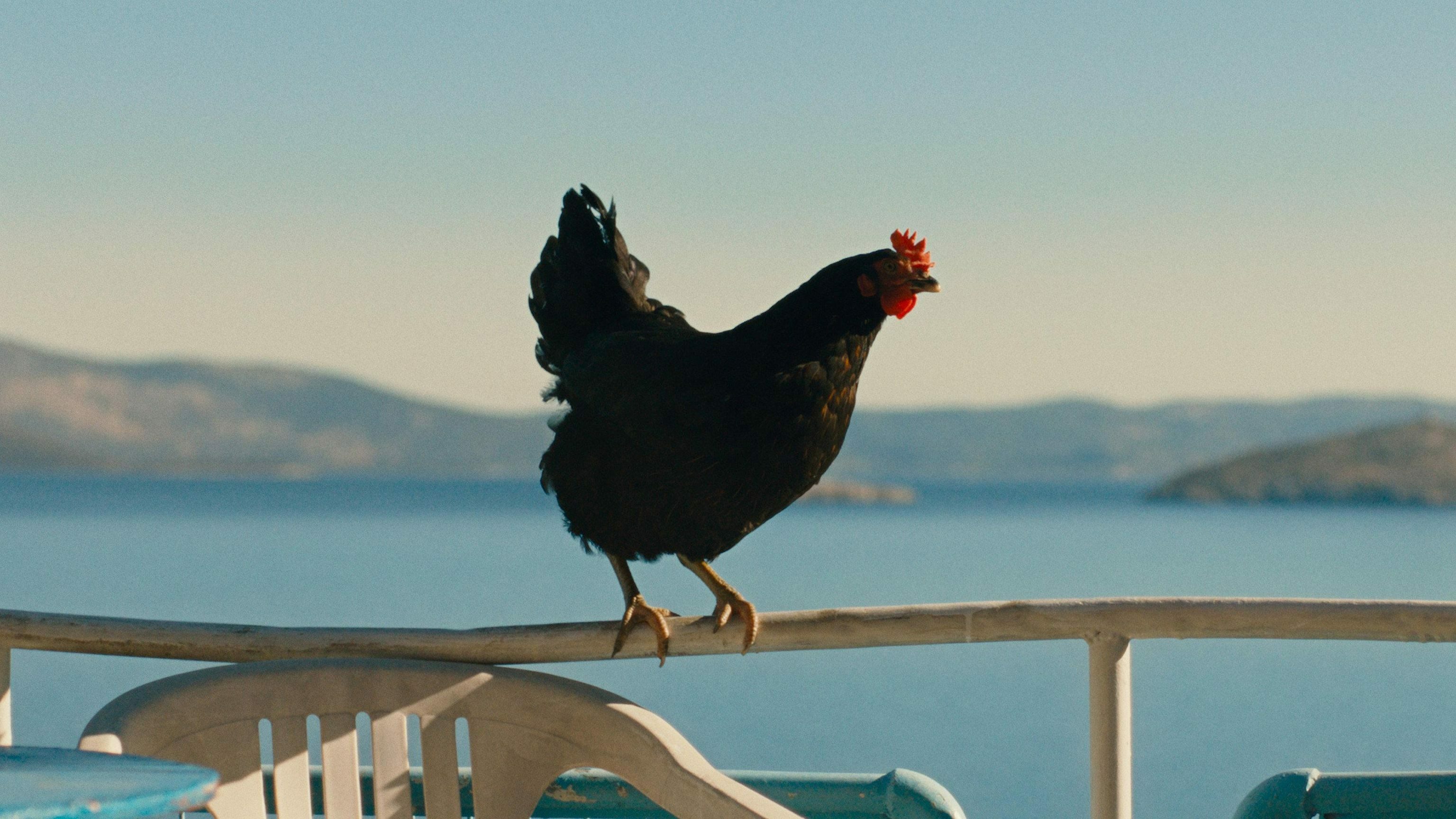 Hen cocotte 0 cdef673b0e68f6e80dab8809a3a8b9c5 0