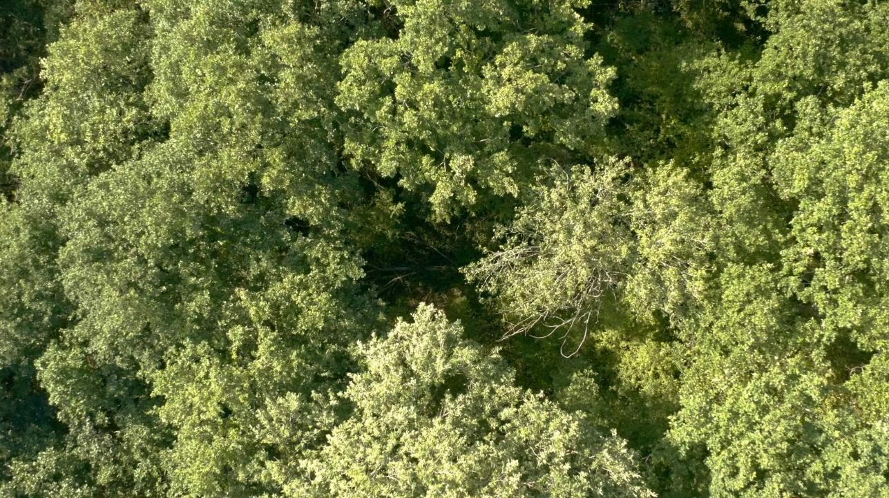 La sagesse de nos arbres 0 2d2705fc5a41c009cda033db2552e8ed 0