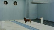 Focus jacques tati mon oncle