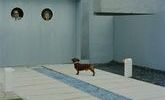 Focus jacques tati mon oncle