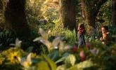 Toile et pinceaux wildwood la prophetie de la foret