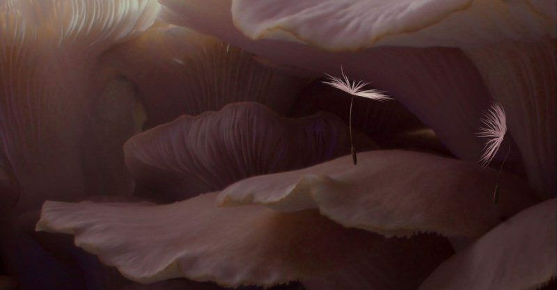 Festival anima planetes des 8 ans