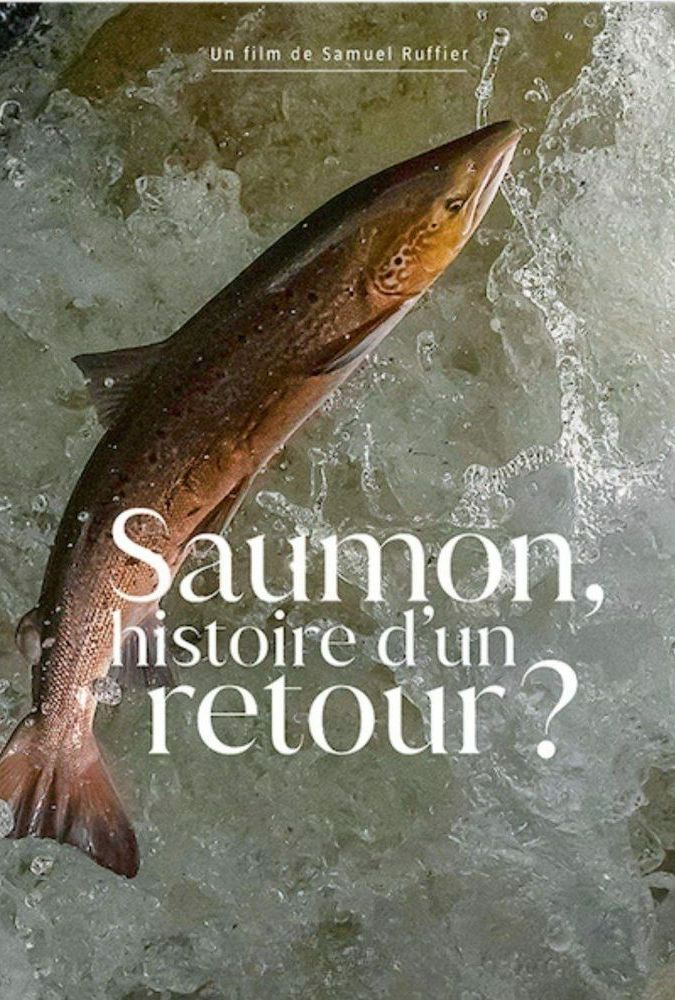Saumon histoire dun retour
